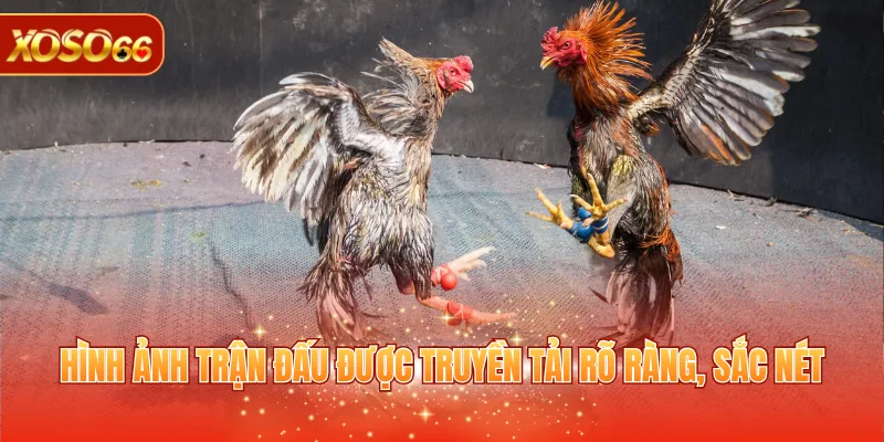 Đá Gà Cựa Sắt – Luật Chơi, Ưu Điểm, Cách Tham Gia 4 Hình ảnh trận đấu được truyền tải rõ ràng, sắc nét