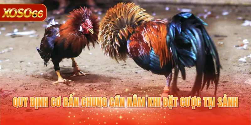 Sảnh AOG - Sảnh Cược Trực Tuyến Đa Dạng Tại XOSO66 4 Quy định cơ bản chung cần nắm khi đặt cược tại sảnh