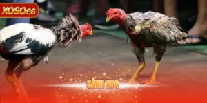 Sảnh AOG