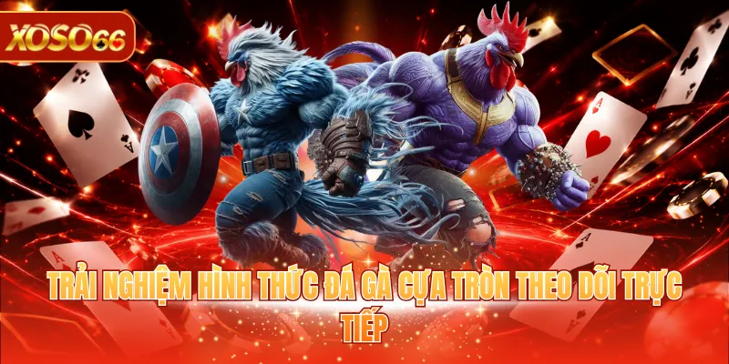 Trải nghiệm hình thức đá gà cựa tròn theo dõi trực tiếp
